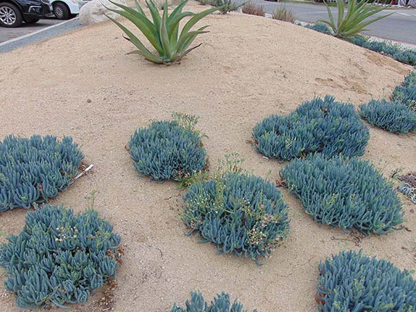Decomposed Granite – CalDG